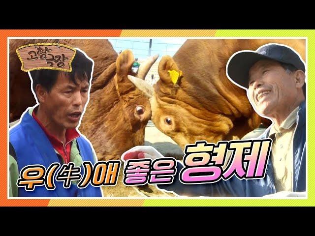 [다시보는 고향극장] 전설의 소싸움꾼 형제의 피할 수 없는 대결! 우(牛)애 좋은 형제 KBS 130516 방송