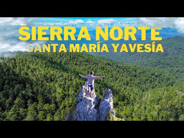 The beautiful forests of the Sierra Norte of Oaxaca - Santa María Yavesía.