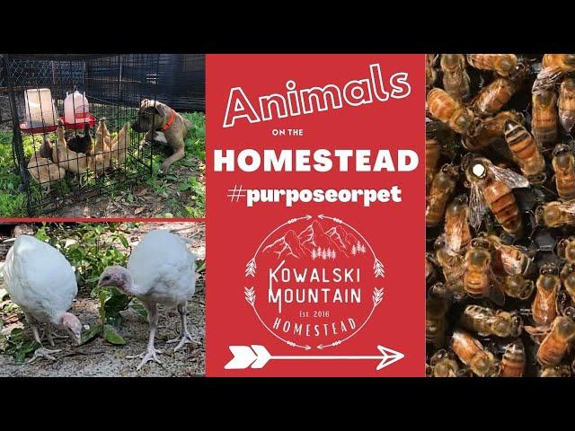 Animals on the Homestead | Purpose or Pet?