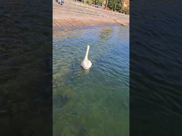 Also, this swan enjoys this beautiful lake and lakeside promenade at Verbania, Lago Maggiore, Italy