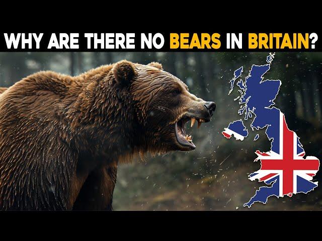 Why Are There No Bears in Britain?