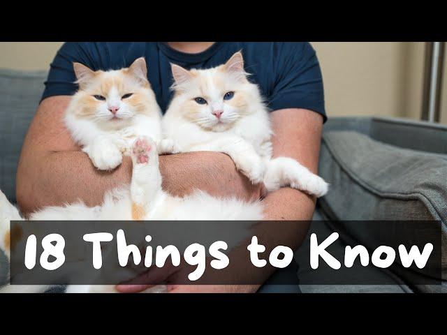 18 Things I Wish I Knew Before Adopting a Cat or Kitten | The Cat Butler