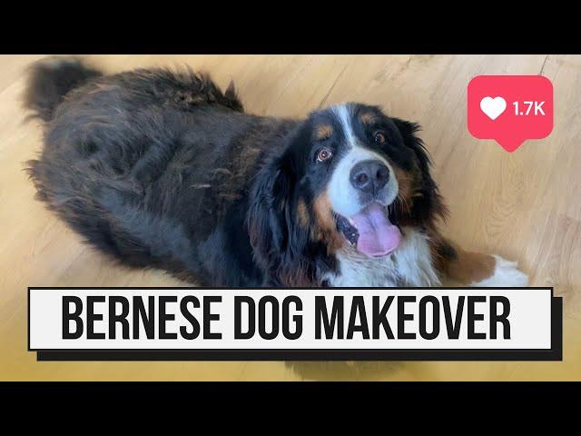 HUGE UNDERCOAT REMOVAL | Bernese Mountain Dog