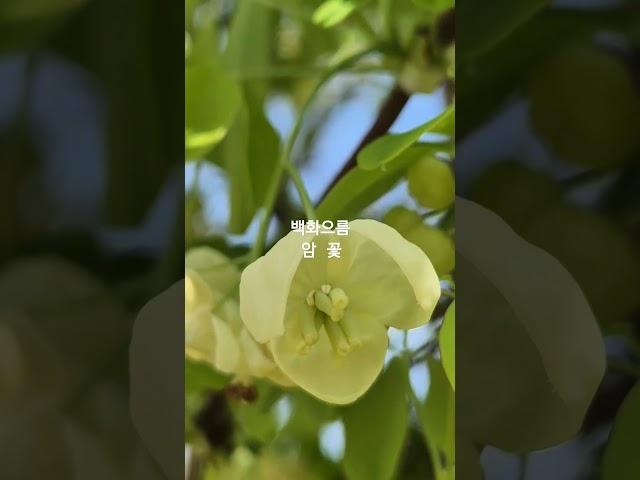 토종 바나나(으름덩굴) 암.수꽃이 달라요!#한국바나나 #백화으름 #홍화으름