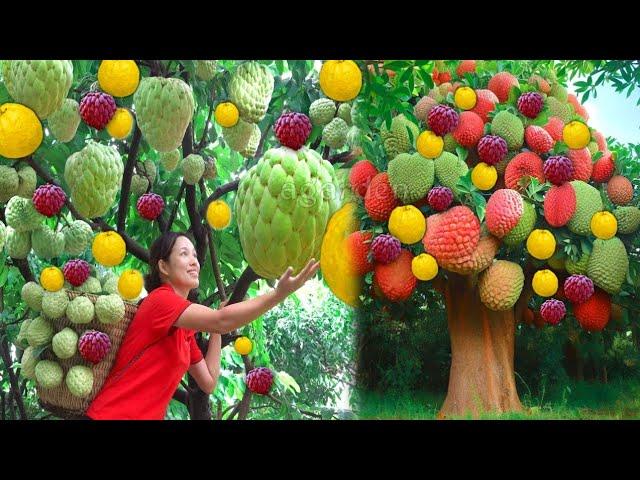 How to plant and grow a new hybrid tree between guava and the viral custard apple-gardening tips.