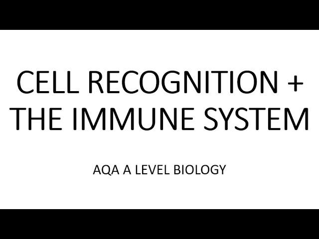 CELL RECOGNITION + THE IMMUNE SYSTEM - AQA A LEVEL BIOLOGY + EXAM QUESTION RUN THROUGH