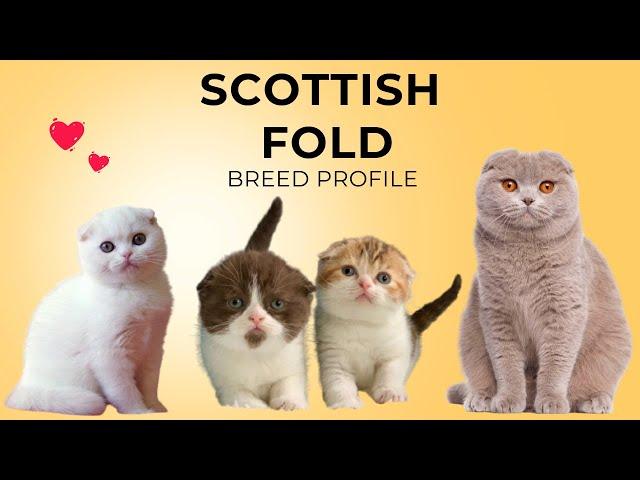 Scottish Fold Cat Breed Profile History - Price - Traits - Grooming Needs - Lifespan