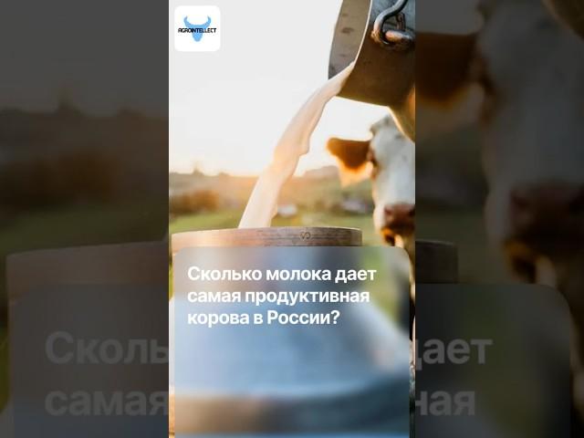  Сколько молока в сутки дает самая продуктивная корова в России!