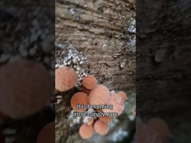 Wrinkled peach fungus - associated with Ulm trees so declined after the disease of it's host.