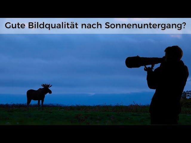 Meine TOP Tipps für Wildlife Fotografie bei wenig Licht