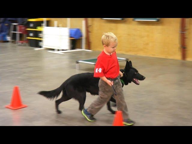 Kids & Protection Dogs "Classified" Home Raised Personal Protection Dog For Sale