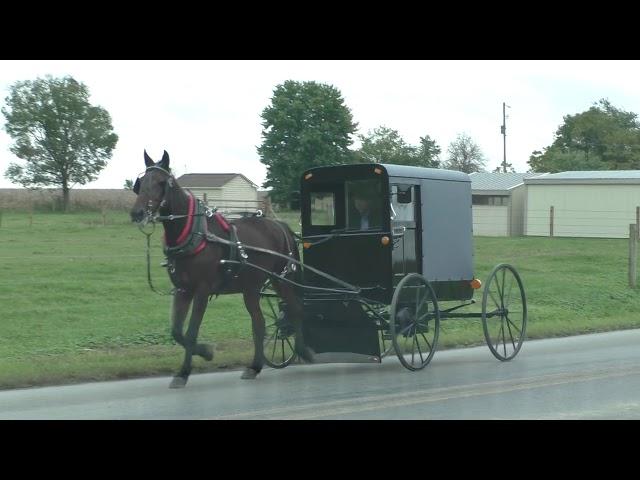 Amish Horse and Buggy