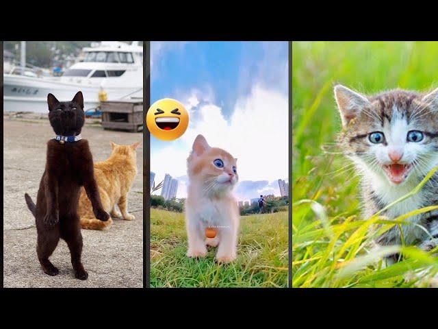 Cute Cats  kitten meowing  #mewmew #9412