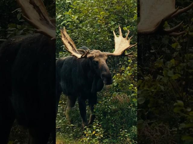 56” Bull Moose at 12 yards with a bow! Watch at the link above ️