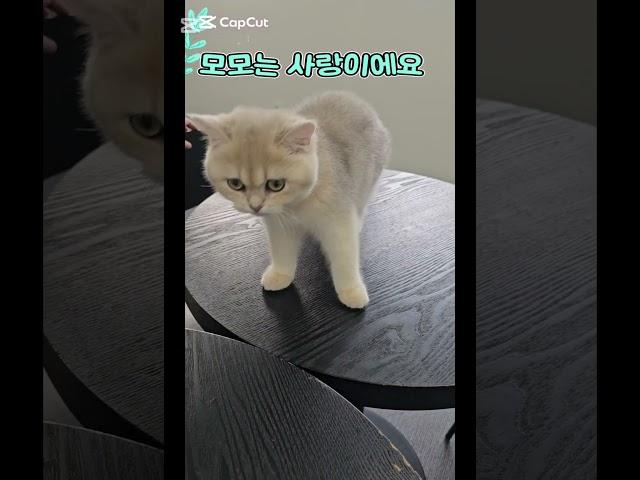 모모는  사랑이에요 #천안아산역환승센터 #천안아산역이편한세상시티 #천안아산역무빙워크 #하늘2부동산