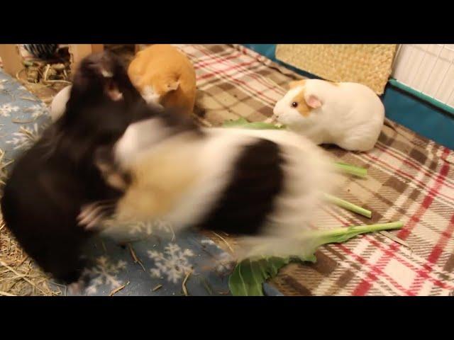 Ridiculous guinea pig fight