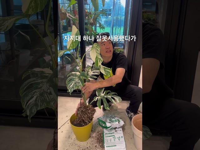 몬스테라알보가 다시 잎이 작아지는 마법 알보의 왕이 다시 찢잎이 나올수 있도록 매직🫶 #몬스테라알보 #plants #식물 #plantcare #플랜테리어 #알보의왕 #노크흙