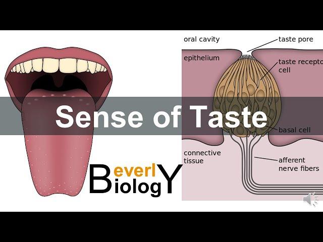 Sense of taste