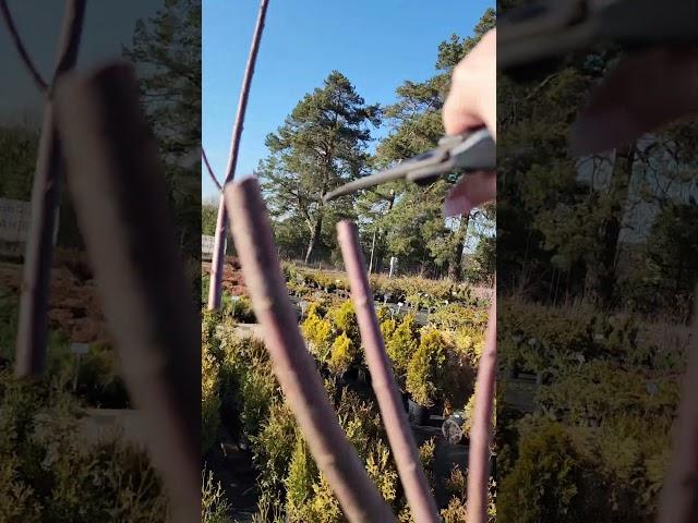 формируем иву Хакуро-нишики на штамбе ️ #ива#зеленаяжизнь#greenlife#сад #минск