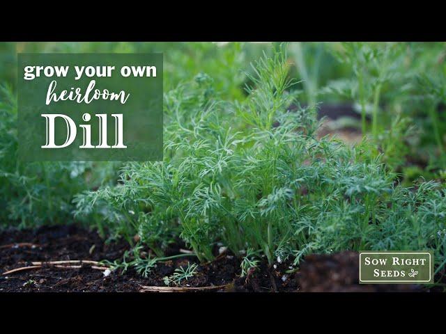 Sow Right Seeds | Dill