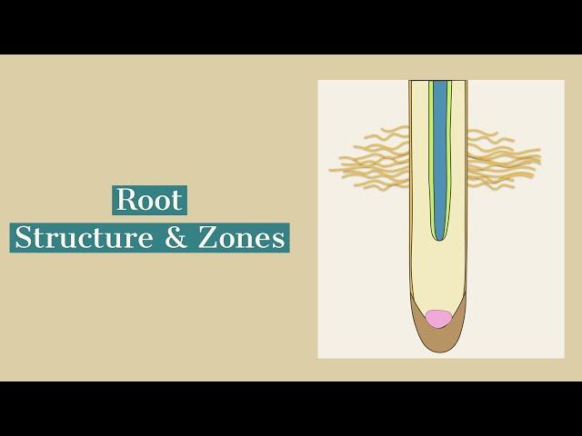 The Root-Structure and Root Zones for Leaving Cert Biology (Ireland)