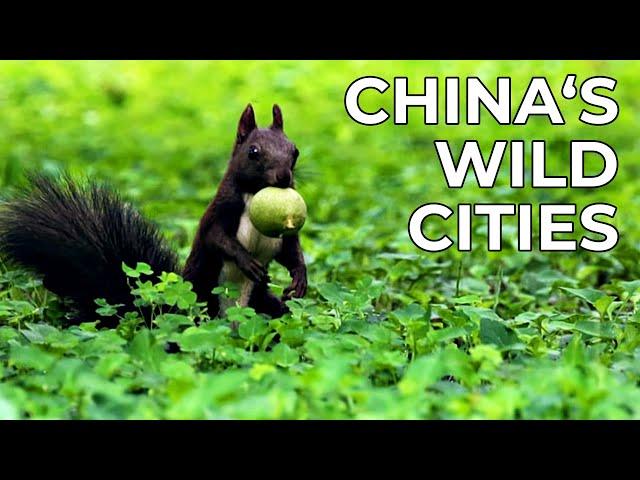 China Wild | Episode 5: The Cities | Free Documentary Nature