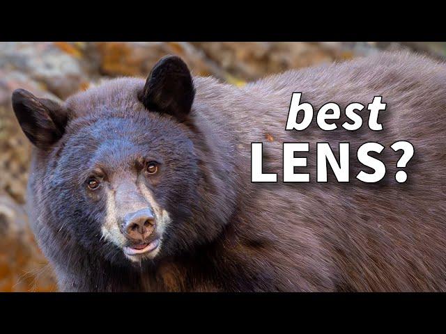 Best Wildlife Photography Lens for Beginners  - Sony, Canon & Nikon