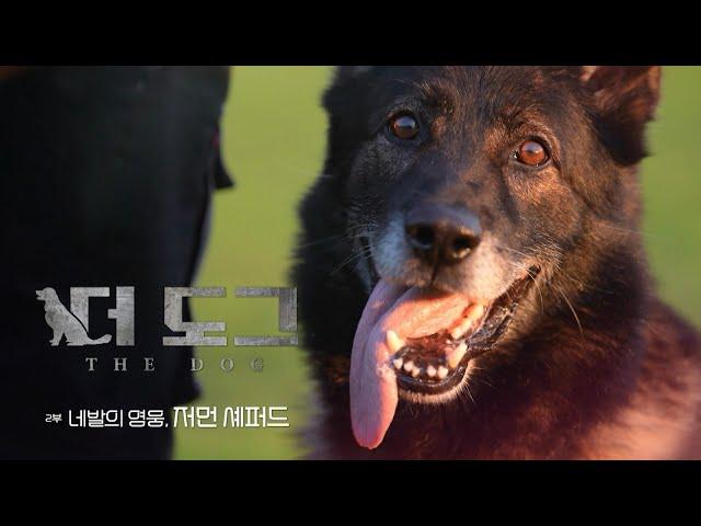 A Four-footed Hero, German Shepherd | EBS Documentary