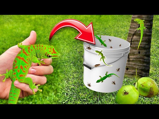 DIY LIZARD TRAP CATCHES RARE LIZARDS ! MADAGASCAR DAY GECKO !!