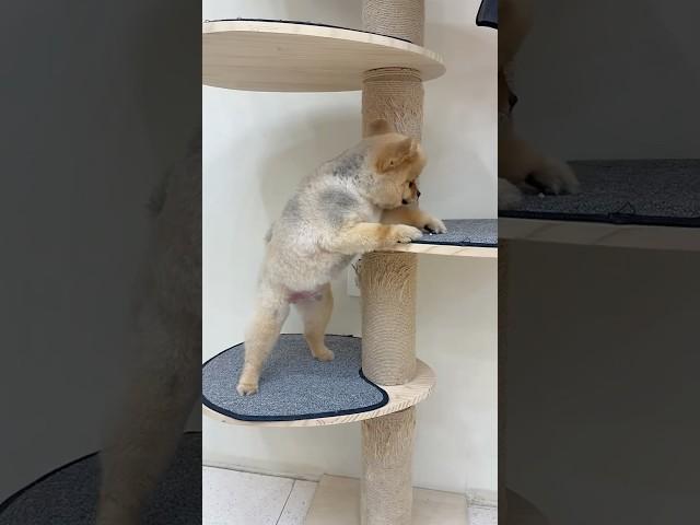 지금 필요한건? 강아지와 고양이의 스피드 차이   #호두사랑 #빨간내복야코 #병맛 #유머 #웃긴영상 #pets #funny #애견영상 #포메