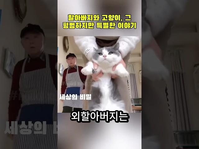 할아버지와 고양이, 그 평범하지만 특별한 이야기. 마음을 울리는 한 마리 고양이의 존재. #고양이이야기 #가족의사랑 #감동스토리