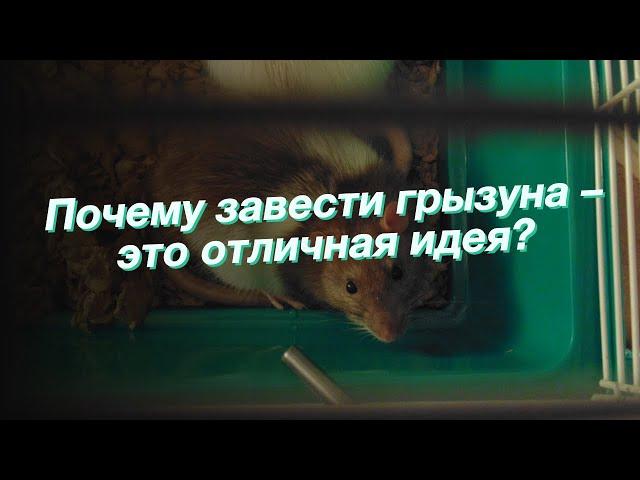 Почему завести грызуна – это отличная идея?