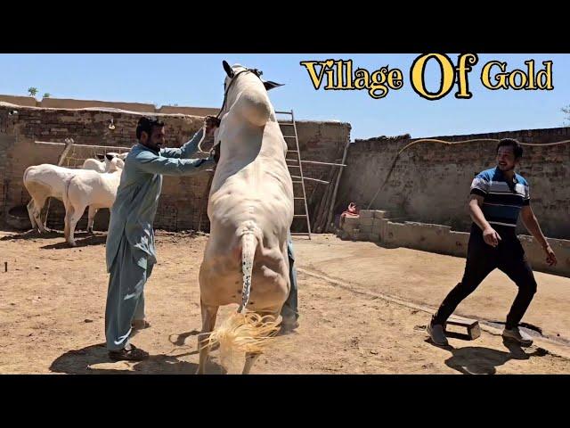 Dera Chacha Rahim - Islampur - Fateh Jang Bulls - Cow Mandi 2024 -Bakra Mandi 2024 - Big Beauties