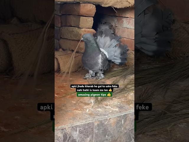 amazing pigeon tips fo pigeon lovers  | #pigeontips #pigeon #kabootar #shorts