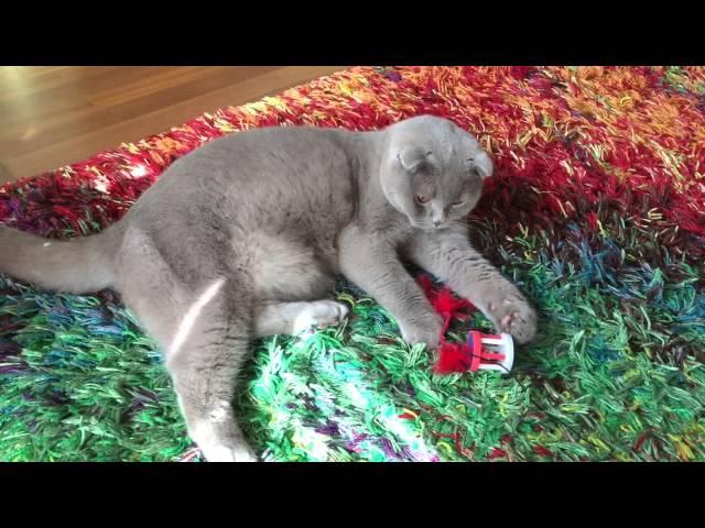 Sochi The Cat: to play or not to play / s02.e13 HD