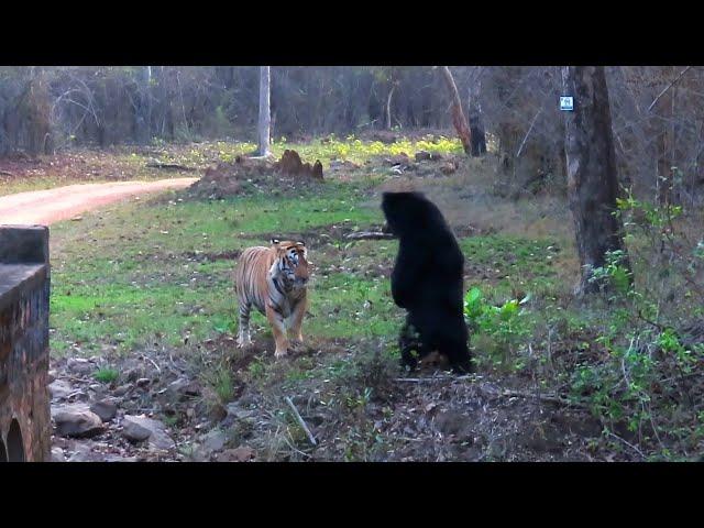 Sloth Bear Attacks Huge Male Tiger Mowgli #tadoba #camerarentaltadoba #wildlife