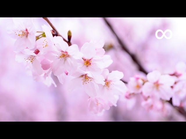 Morning Relaxing Music - Chinese Zen Meditation Music, Stress Relief (Carmen)