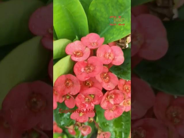 Euphorbia Milii #gardenlover #mygardenflowers #euphorbia #euphorbiamilii #shorts