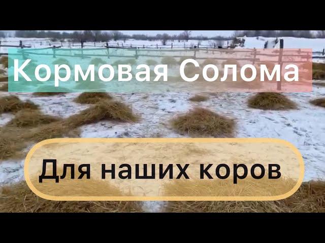 Ферма золотой бычок. Коровы мычат