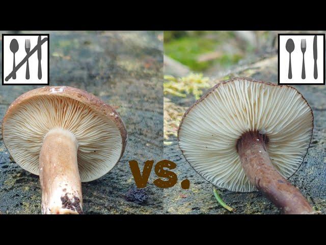 Porównanie: Mleczaj ciemny (Lactarius picinus) vs. Mleczaj przydymiony (Lactarius lignyotus)