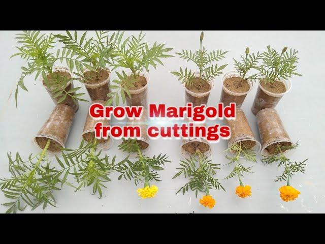 How to grow marigold from cuttings. Easy to grow with update.