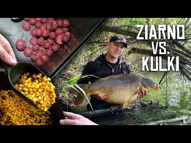 Ziarno vs Kulki - karpie w zielsku