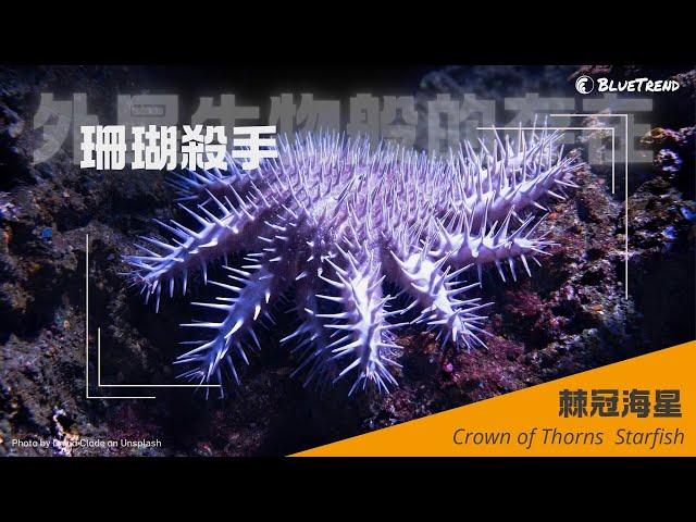 【珊瑚殺手降臨東沙環礁】棘冠海星大爆發！外星生物謎一般的存在