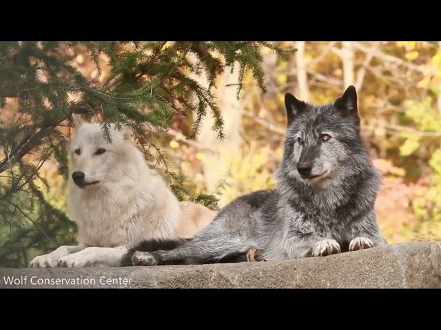 Wolf Howling Compilation