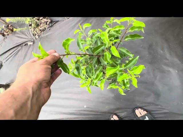 Южные растения в конце мая.