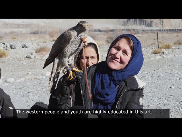 Falconry in Pakistan