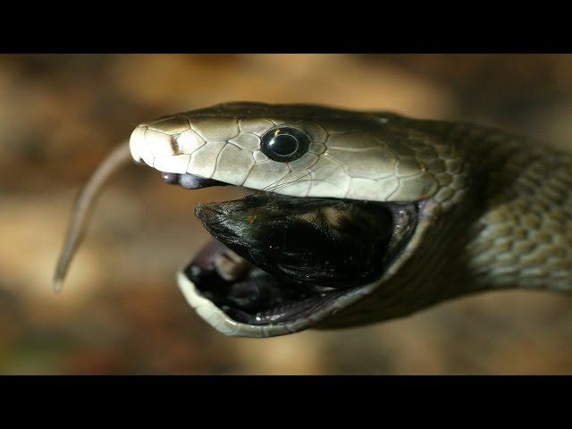 Black Mamba Battle - Black Mamba vs Mongoose, vs Chameleon REAL FIGHT !!!