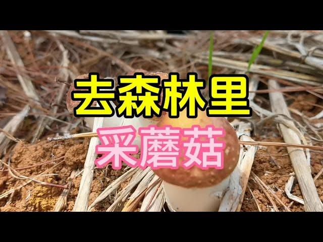 到贵阳旅居避暑的好处之一，就是可以去森林里采蘑菇