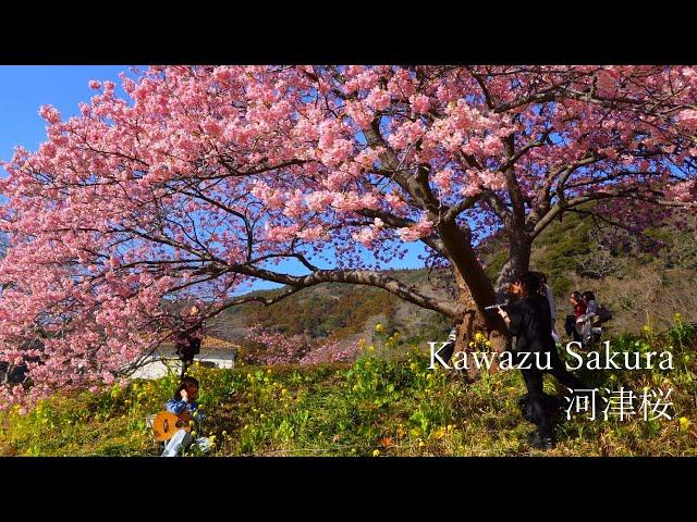 See all of the too-beautiful Kawazu cherry blossoms!