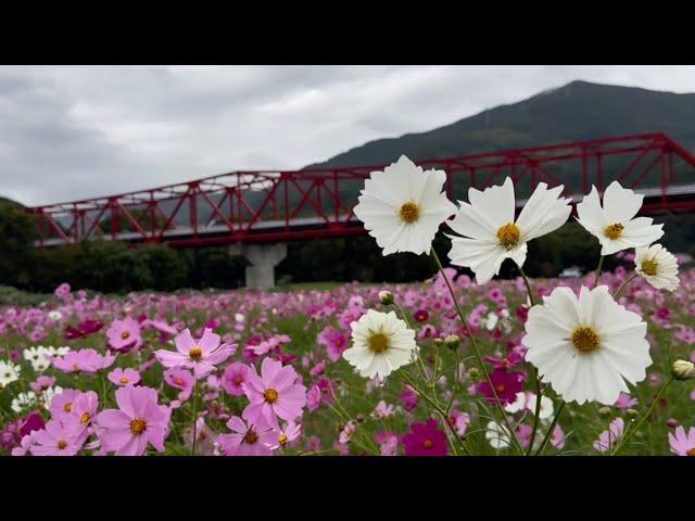 2024/10/22　見頃です！　秋雨に濡れる畑の前河川敷のコスモス畑　その３　〜愛媛県大洲市〜